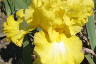 Iris Show