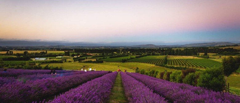 Martinborough Lavender Star Gazing