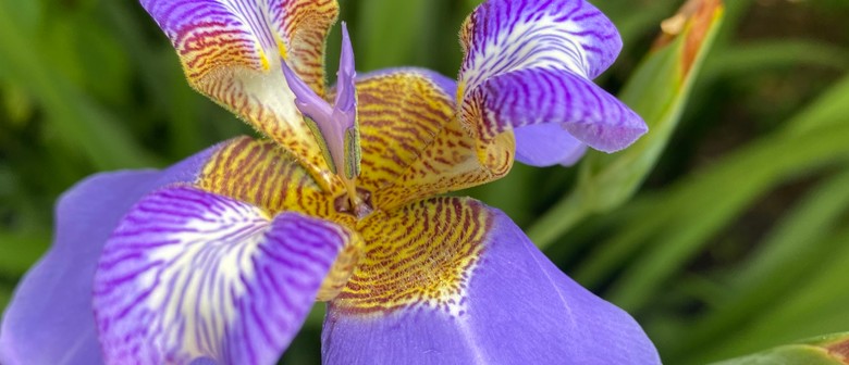 Plant to Perfume: Natural Fragrance Workshop