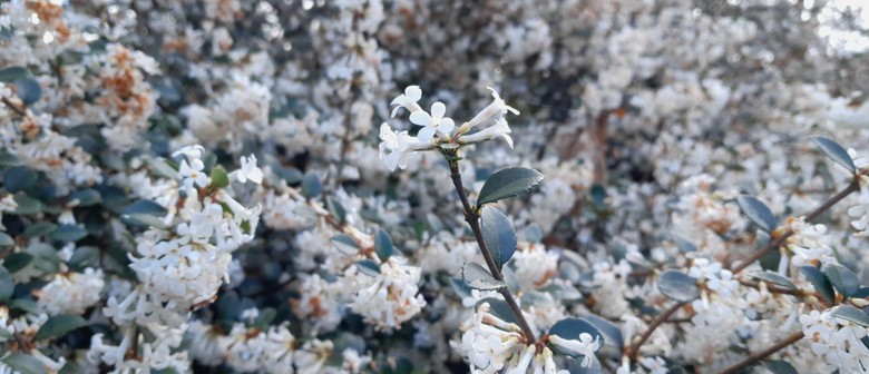 Curator Tour - Themes Collection