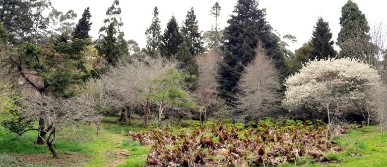 Curator Tour - Geographic and Arboretum