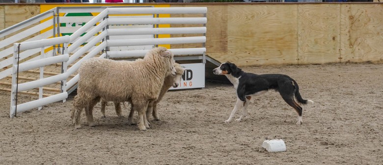Bayleys Sheep Dog Trials