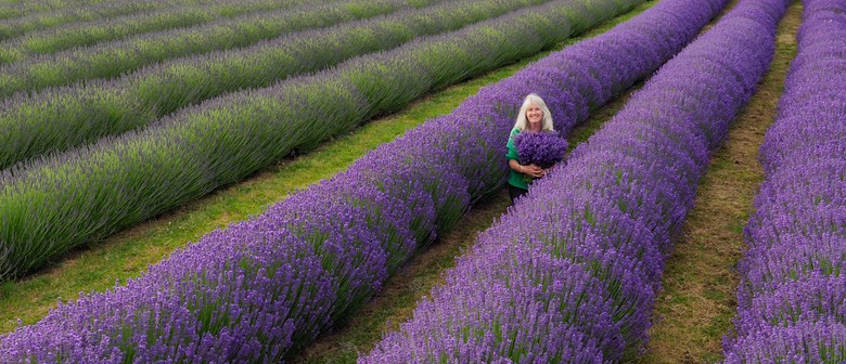 Pick your own Lavender - Summer at Lavender Abbey