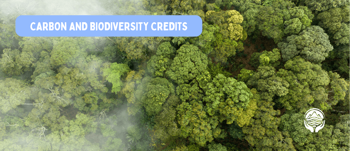 BioCredita and Forest Development by Ekos