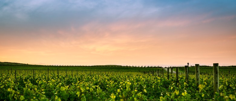 Discover Te Muna - Go Behind the Scenes