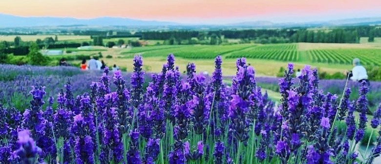 Martinborough Lavender Picking