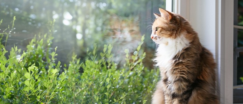 Conservation Kōrero: Caring For Cats Indoors