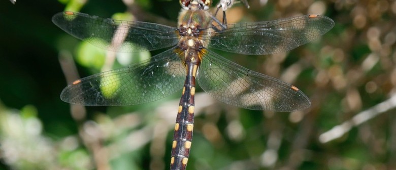 Dragonflies are Amazing and Important - Why? Forest & Bird Talk