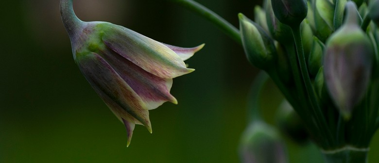 Macro Flower Photography Workshops for Beginners