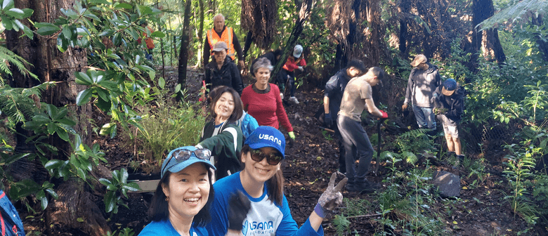 Papa Ki Awataha Regeneration