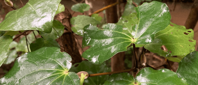 Witheford Reserve Regeneration Working Bee