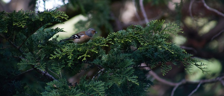 Artists and their love of plants - Part 1 - Guided Walk