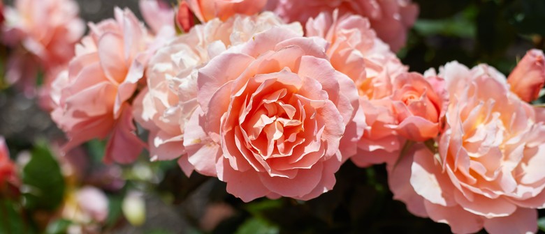 Heritage roses and companion plants - Guided Walk