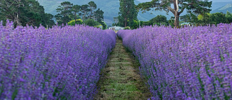 Pick your own lavender at Lavender Abbey