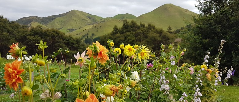 Lavender Magic Garden Visit with Pick your own Flowers