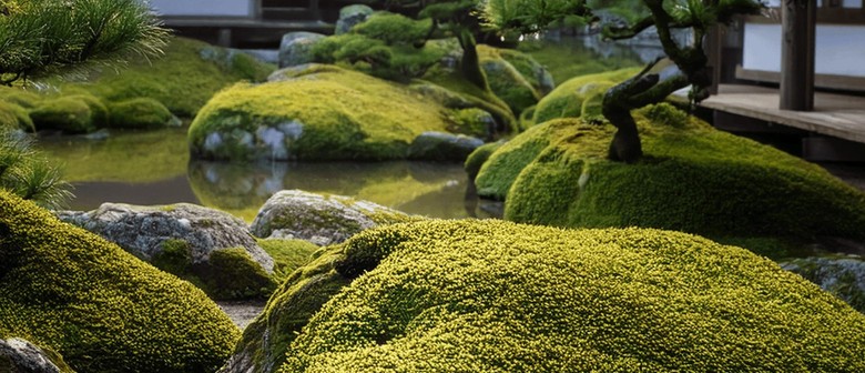 Tai Chi Chuan Dunedin
