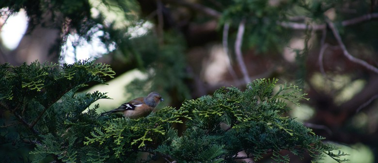 Artists and Their Love of Plants - Part 2 Guided Walk