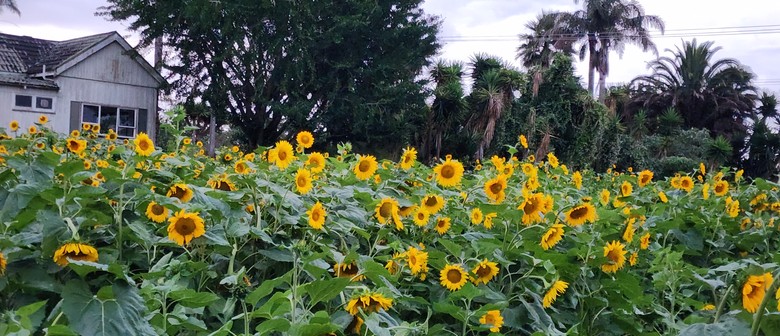 Sunshine Fields Sunflower Farm