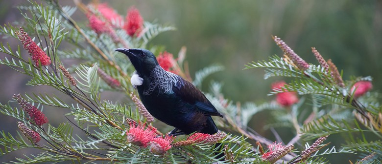 Forest Giants, Fragrant Herbs and Birdsong - Guided Walk