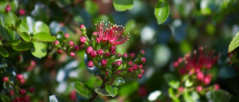 Woody Fruit-fest - Guided Walk