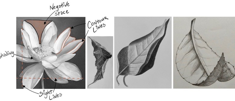Drawing Basics With Botanica