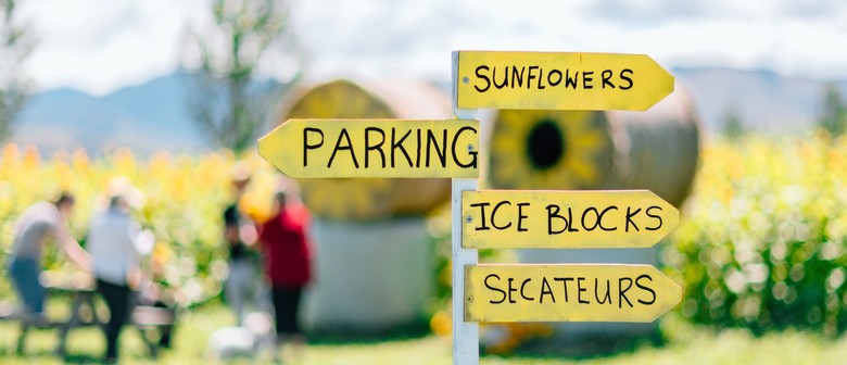 Pick Your Own Sunflowers - A Fundraiser For Hōkai Tahi