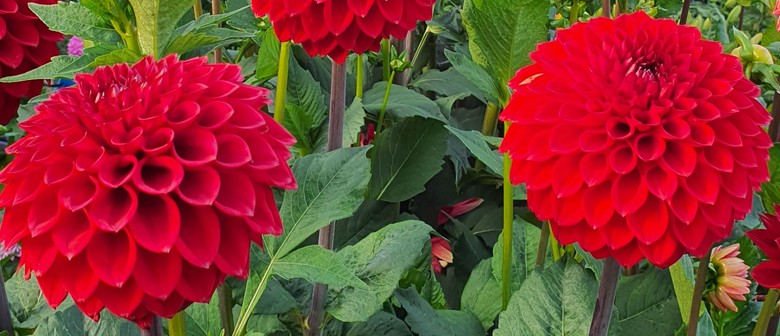 Hamilton Dahlia Society Inc 60th Jubilee Show