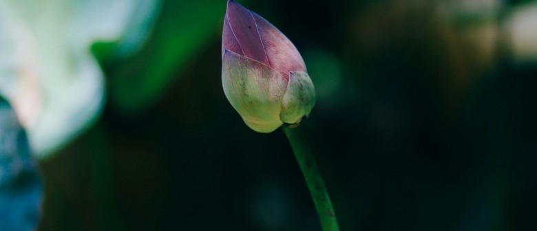 New Year Reset - Free Meditation Classes