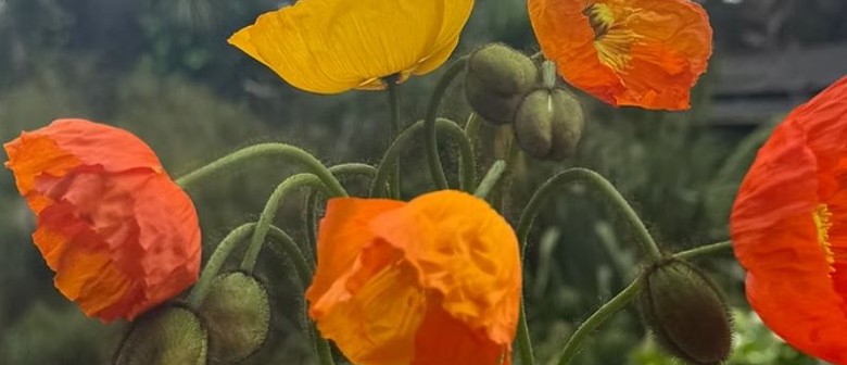 Natural Dye Workshops