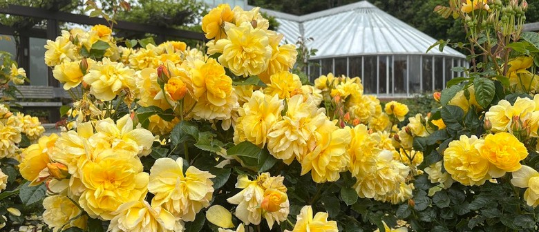 Roses: a Symbol of Love - Guided Walk