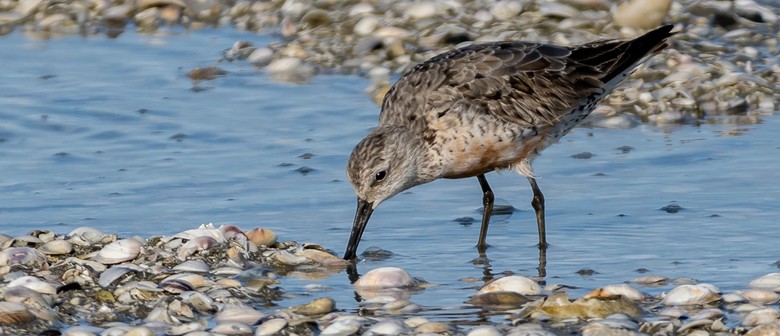 Bird Photography Field Trip &ndash; Miranda / Kaiaua