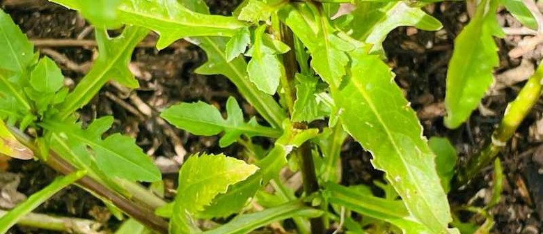 Native Watercress: Rediscovering Our Taonga Species