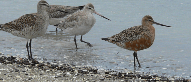 Farewell the Godwits/kuaka at the Ahuriri Estuary