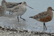 Farewell the Godwits/kuaka at the Ahuriri Estuary