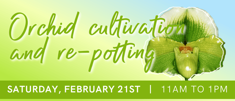 Orchid Cultivation and Re-potting Demo