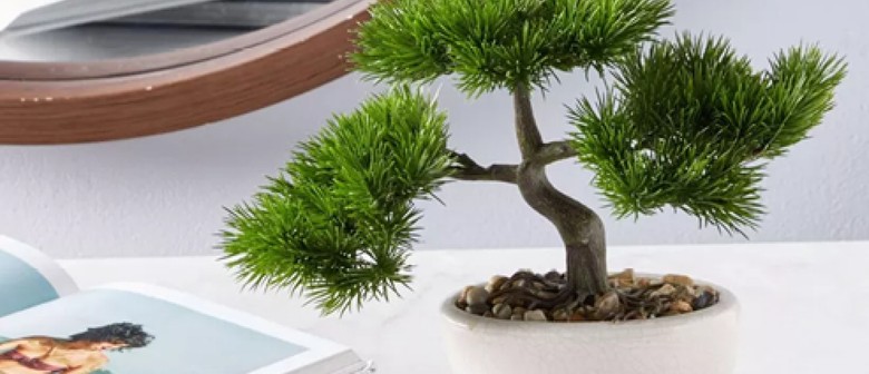 The Bonsai Experience | Workshop