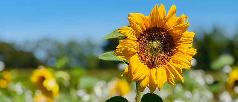 Ruamāhanga Farm Foundation Sunflower Fundraiser 2026