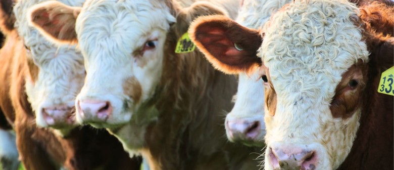 Moo-sic - A Concert for The Cows