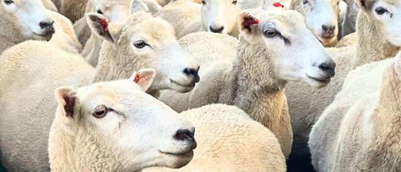 Do ewe know? Paddock Picnic Quiz