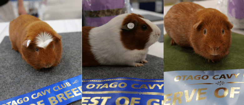 Guinea Pig Show