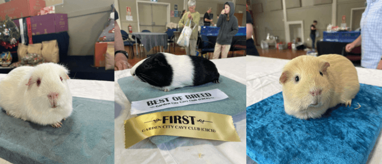 Guinea Pig Show