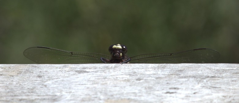 Conservation Kōrero: Discoveries in Dragonflies