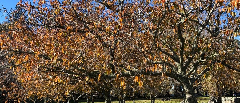 Seasonal Scavenger Hunt: Autumn