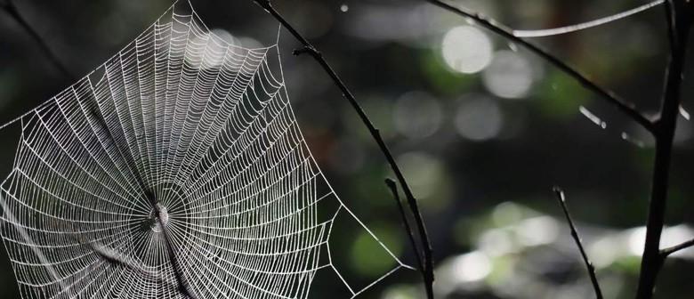 The flies of Aotearoa and the spiders who love them