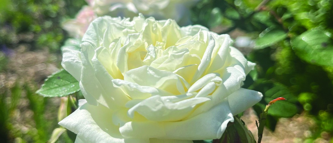 Tuku26: Growing Our History