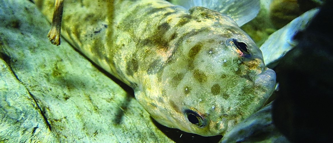 Tuku26: Mahitahi Breathe Workshops