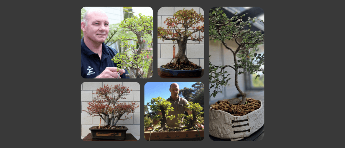 Bonsai 101 - Tauranga - Eventfinda