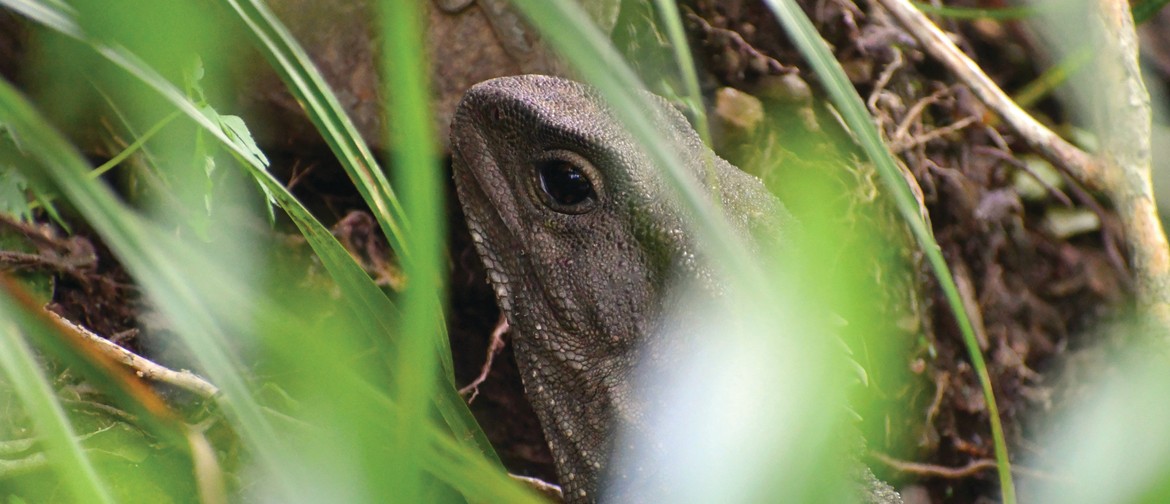 Tuku26: Tuatara Night Walk