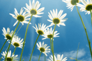 The Healing Power of Meditation - Day Retreat