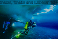 Whales, Snails and Lobster Tales
